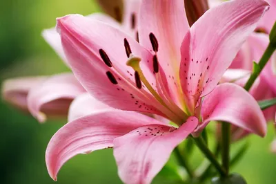 Что значит лилия на языке цветов | Значение цветка лилии | Блог Семицветик