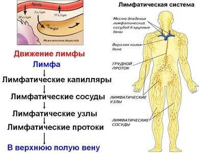 Движение лимфы в организме - Студия эстетики тела Марины Костровой