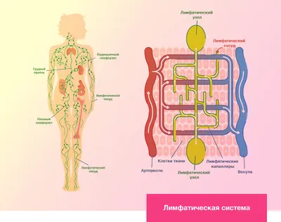 Лимфа - основа здоровья организма