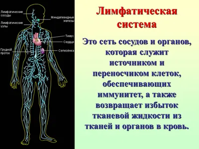 Что такое лимфостаз конечностей? Откуда появляются отеки на руках и ногах и  как разогнать застой лимфы: Здоровье: Наука и техника: Lenta.ru