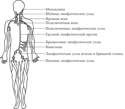 Что такое застой лимфы | АМО