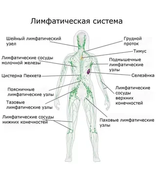 лимфа дренажа иллюстрация вектора. иллюстрации насчитывающей подкрыльцовая  - 14076360