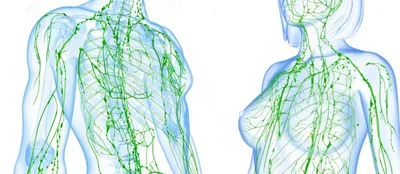 Как распознать застой и разогнать лимфу в организме: 11 рабочих советов |  Здоровье