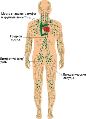 Лимфатическая система человека фото