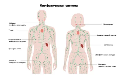 Особенности лимфатической системы