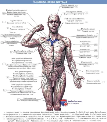 Особенности лимфатической системы
