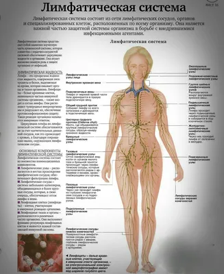 Анатомия: Лимфатическая система, systema lymphaticum. Функция, строение лимфатической  системы