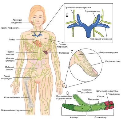ЛИМФАТИЧЕСКАЯ СИСТЕМА | Лимфатическая система, Здоровье, Холистическая  медицина