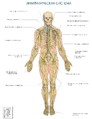 Лимфатическая система строение и функции | АнгиоЛайф советы лимфолога