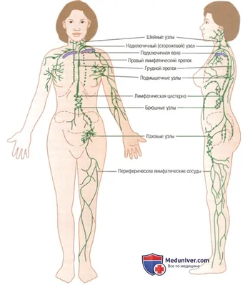 Лимфосистема в теле человека. | ВКонтакте