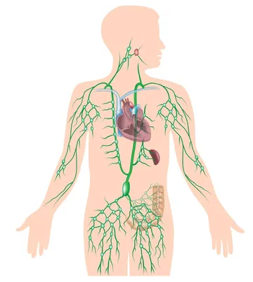 Строение и функции лимфатической системы человека