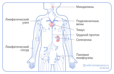 Лимфатическая система, её строение и функции в организме