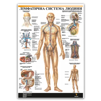 Лимфатическая система. Большая российская энциклопедия