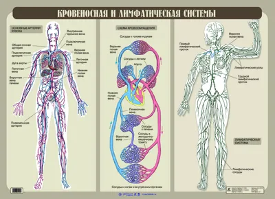 Лимфатическая система молочной железы (анатомия человека) плакат глянцевый  А1+, плотная фотобумага от 200г/м2 - купить с доставкой по выгодным ценам в  интернет-магазине OZON (291897209)