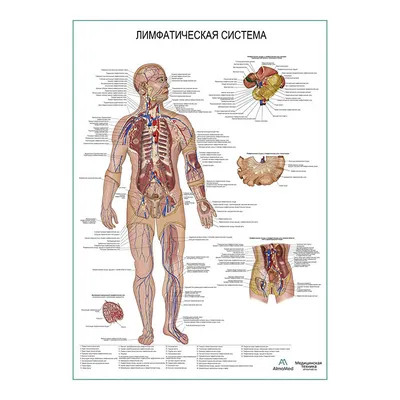Лимфатическая система, (анатомия человека) плакат глянцевый А1+, плотная  фотобумага от 200г/м2 - купить с доставкой по выгодным ценам в  интернет-магазине OZON (262371091)