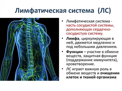 Лимфатическая система, Триггерные точки, Женский пресс