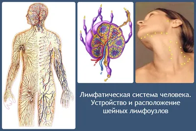 Стенд по анатомии человека \"Лимфатическая система\"