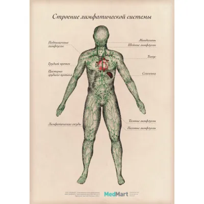 Лимфатическая система человека схема