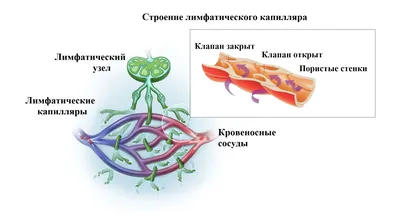 Кровеносная и лимфатическая системы – наглядное пособие – Корпорация  Российский учебник (издательство Дрофа – Вентана)