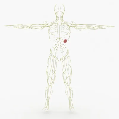 Строение, назначение и работа лимфатической системы человека