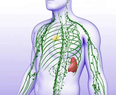Лимфатическая система (очищение) · BeHealthyEveryDay