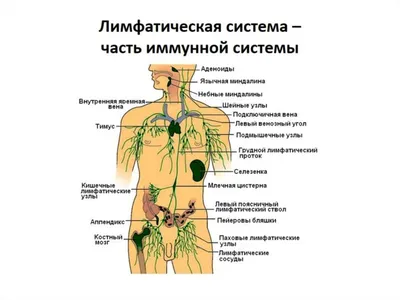 Важность лимфатической системы для здоровья человека. Об этом не говорит  80% докторов | Дневник здоровья | Дзен