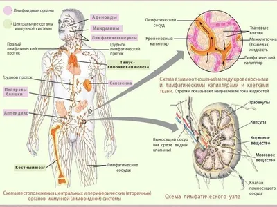 Ольга Бутакова: Лимфатическая система, о чем не знают 90% врачей | Лимфатическая  система, Журнал о здоровье, Домашнее лечение