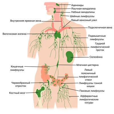 Лимфатическая система человека: строение и функции | Клиника Эксперт
