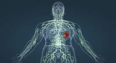 Лимфатическая система изолирована анатомической структурой медицины и  здравоохранения Векторное изображение ©Sonulkaster 251663928