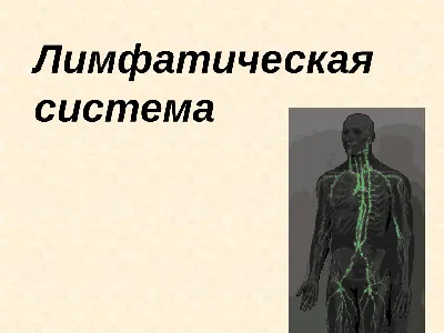 Что такое лимфатическая система и для чего она нужна - Лечебный массаж в  Одессе