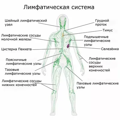 Вирус Эпштейна-Барр (ВЭБ): симптомы, причины, лечение