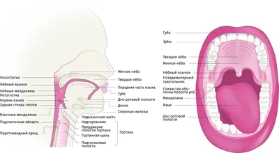 Oral Pathology