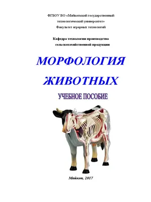 Врач-проктолог в Санкт-Петербурге – Цены на прием