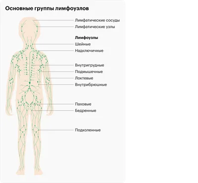 Болит лимфоузел на шее справа: советы по облегчению воспаления и стратегии  лечения увеличения лимфатических узлов