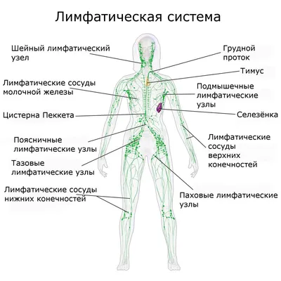 лечение воспаленного лимфоузла под мышкой - Estet-Portal