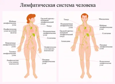 Лимфоузлы. | AnnaMama