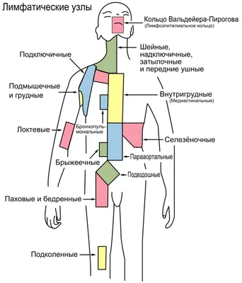 Рак кожи: симптомы, фото, диагностика и лечение