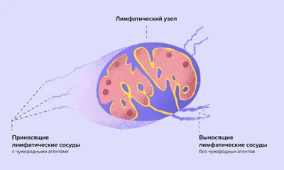 Рак языка: симптомы, диагностика, лечение, стадии и профилактика онкологии