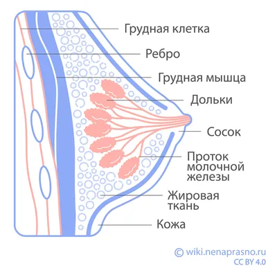 Биопсия сигнальных лимфатических узлов при раке молочной железы – тема  научной статьи по клинической медицине читайте бесплатно текст  научно-исследовательской работы в электронной библиотеке КиберЛенинка