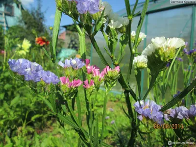 Кермек выемчатый (Лимониум, Статица, Статице) / Limonium sinuatum, Statice  sinuata - «И в саду хорош и в вазе зимой» | отзывы