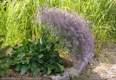 Лимониум широколистный: кермек: Limonium latifolium