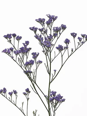 Купить оптом Limonium Maine Blue (Лимониум Майн Блу) В80