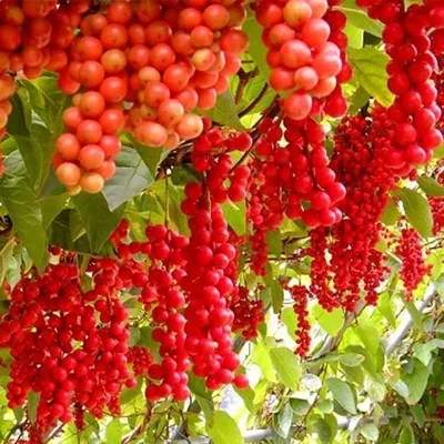 КИТАЙСКИЙ ЛИМОННИК SCHISANDRA CHINENSIS: купить саженцы китайского лимонника  шизандра почтой | PLOD.UA