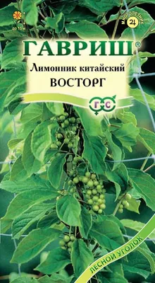 Лимонник китайский (лат. Schisándra chinénsis) - «Настойка китайского  лимонника собственного приготовления оказалась намного вкуснее и  эффективнее аптечной. Неприхотливое, полезное растение, которое растёт на  нашей сибирской даче уже более 10 лет ...