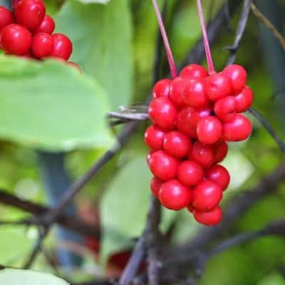 Купить Лимонник Китайский, семена плодов (Schisandra Berries) в интернет  магазине PsiTown, мы доставим Лимонник Китайский, семена плодов (Schisandra  Berries) в любую точку России и Планеты