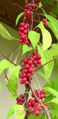 Лимонник китайский, Schisandra_chinensis