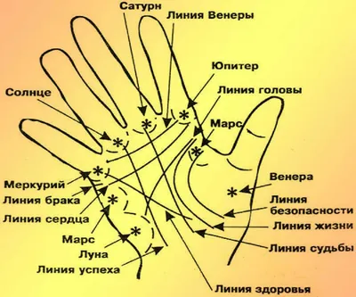 Хиромантия для начинающих: что означают линии на запястье - Оракул -  info.sibnet.ru