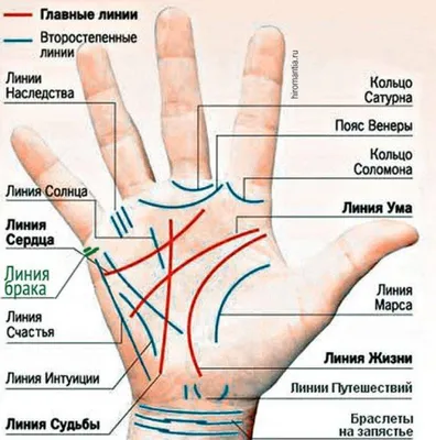 Судьба и характер: что расскажут главные линии на ладони - Оракул -  info.sibnet.ru