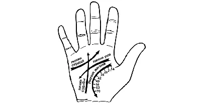 Лакшми Амея» | Институт астрологии и ведических знаний on Instagram: \"Линия  детей на руке : узнайте здесь ВСЁ ❤️ Хотите знать, сколько у вас будет  детей, кто у вас родится, мальчик или