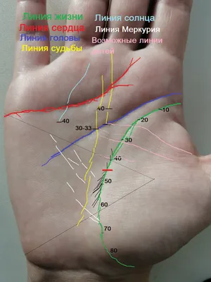 Линии на руке: значение, описание